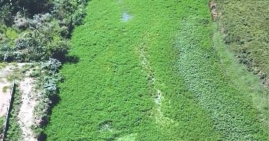 Rio Carangola em Natividade, é tomado por vegetação e preocupa moradores.