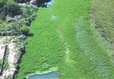 Rio Carangola em Natividade, é tomado por vegetação e preocupa moradores.