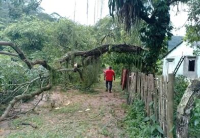 Queda de árvores bloqueia estradas em Porciúncula após forte chuva no Noroeste Fluminense