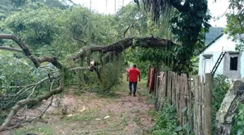 Queda de árvores bloqueia estradas em Porciúncula após forte chuva no Noroeste Fluminense
