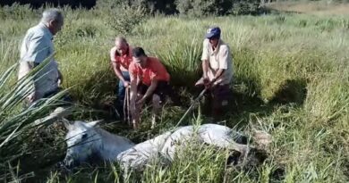 Defesa Civil de Porciúncula resgata cavalo preso em atoleiro e auxilia parto de vaca na zona rural