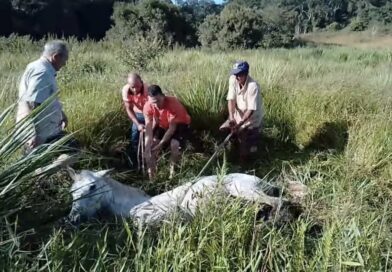 Defesa Civil de Porciúncula resgata cavalo preso em atoleiro e auxilia parto de vaca na zona rural