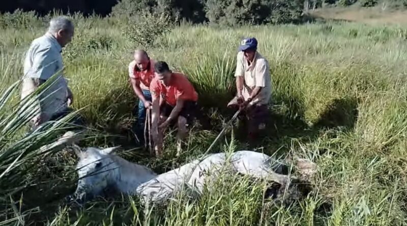 Defesa Civil de Porciúncula resgata cavalo preso em atoleiro e auxilia parto de vaca na zona rural