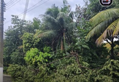Forte chuva derruba árvore e interdita Rua Antônio Ferreira Sobrinho, no Bairro Tubiacanga em Natividade