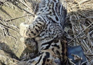 Jaguatirica é encontrada morta após atropelamento na RJ-230, entre Porciúncula e Tombos