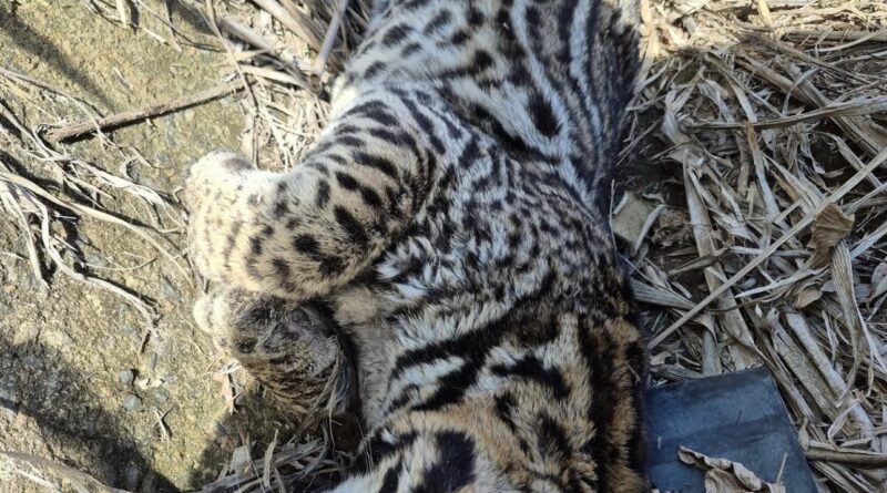 Jaguatirica é encontrada morta após atropelamento na RJ-230, entre Porciúncula e Tombos
