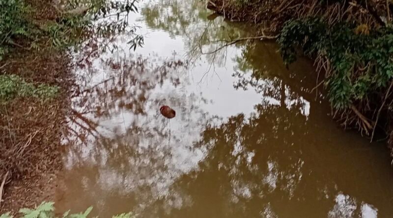 Porciúncula: Suposto corpo encontrado em córrego próximo ao Rio Carangola era de animal