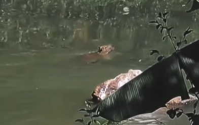 Cena inusitada em Natividade! Capivara é flagrada se banhando tranquilamente no Rio Carangola, na região central da cidade