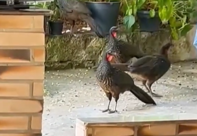 Família de jacus é flagrada dentro de uma residência no Bairro Morada do Engenho, em Natividade