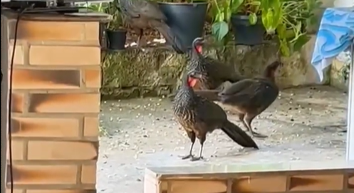 Família de jacus é flagrada dentro de uma residência no Bairro Morada do Engenho, em Natividade